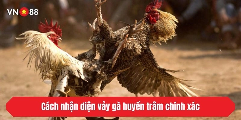 Cách nhận diện vảy gà huyền trâm chính xác