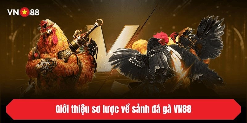 Giới thiệu sơ lược về sảnh đá gà VN88